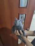 Отдам котенка в добрые руки