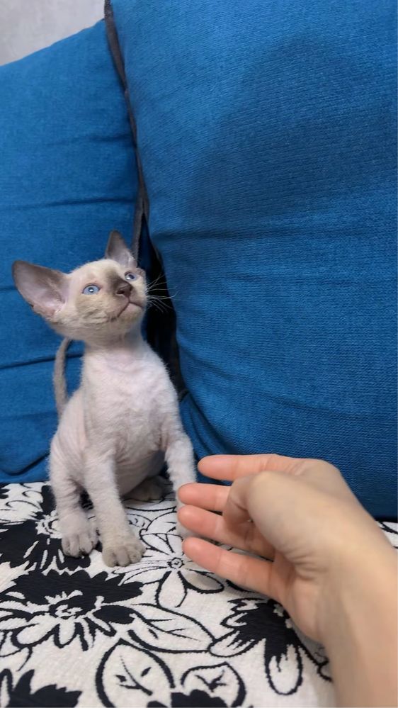 Котенок Сфинкс флоу