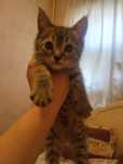 Котята Скоттиш страйт