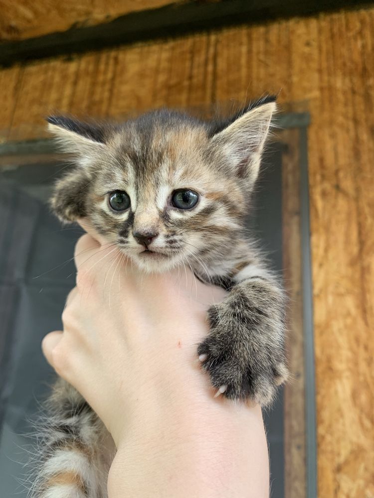 Котенок девочка бесплатно