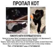 Пропал кот, прошу помогите найти кота!