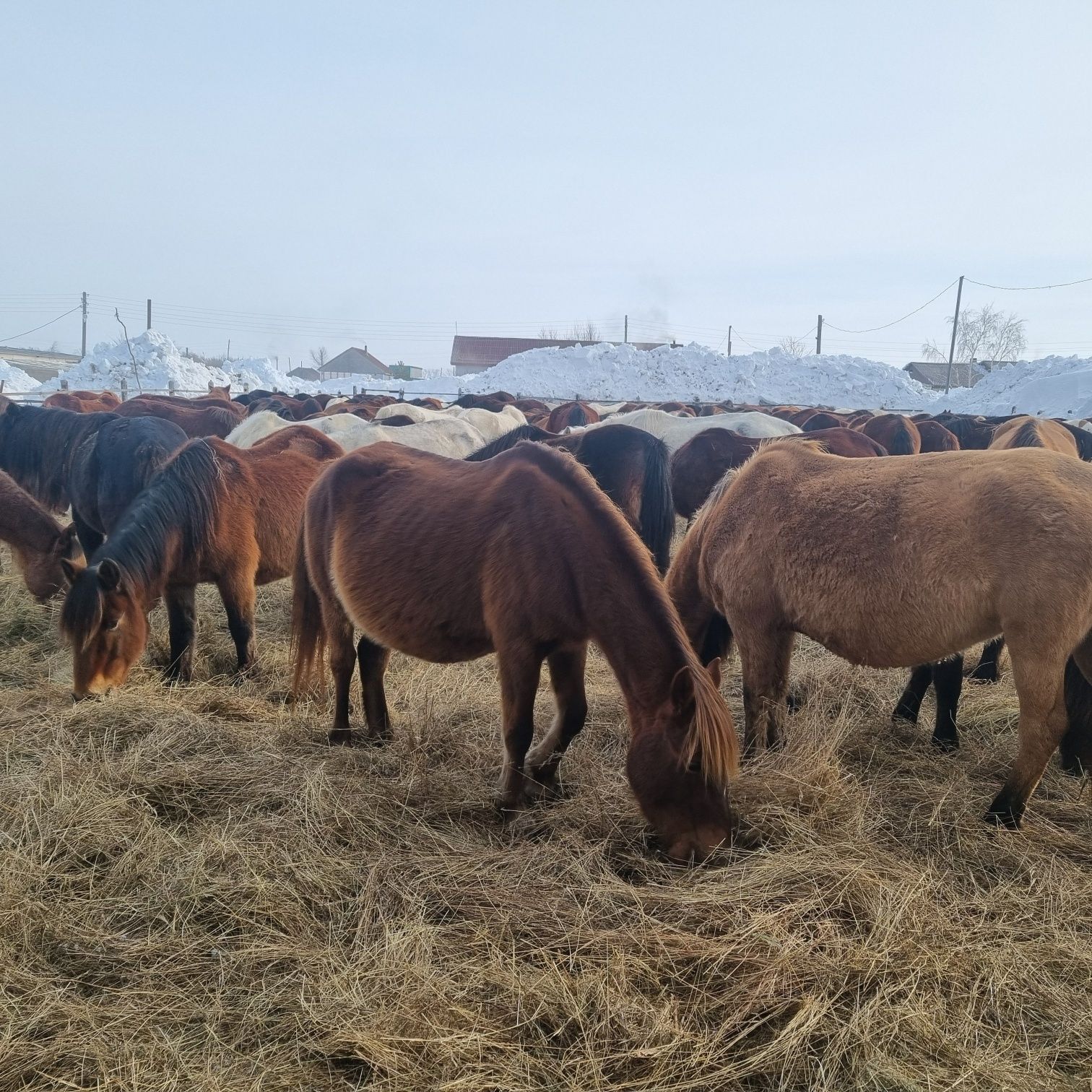 Продам кобыл на развод