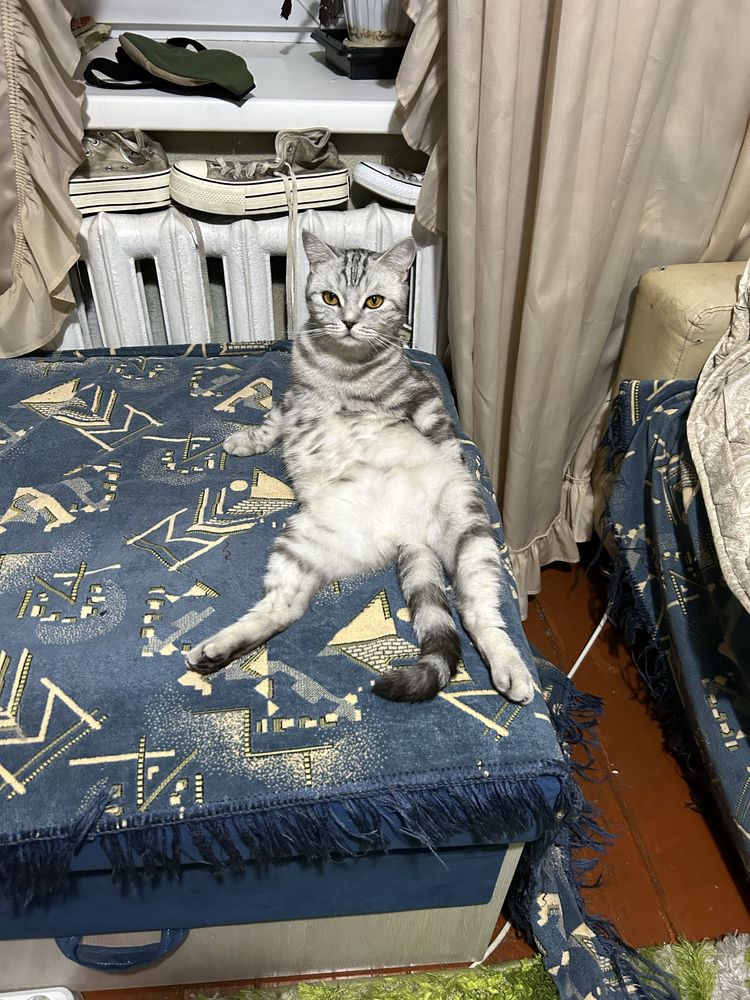 Прекрасные кошки в добрые руки