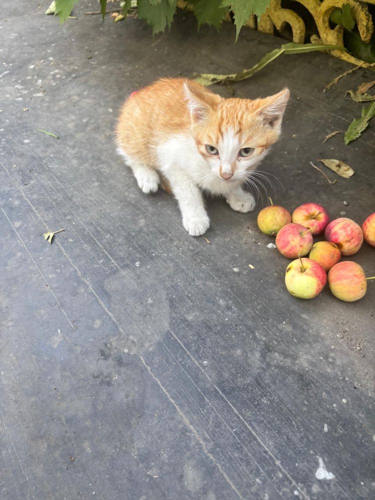 Отдам котят даром