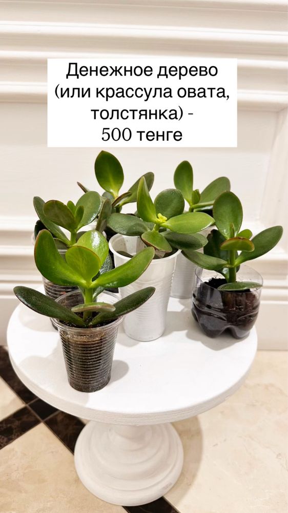 Денежное дерево