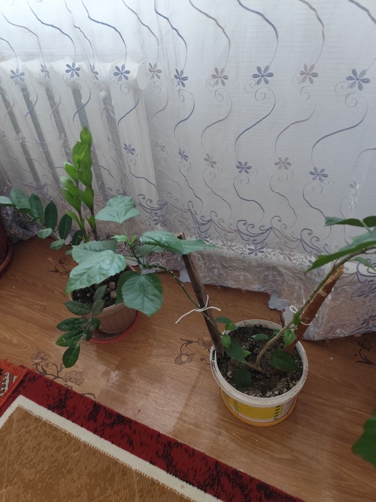 Уй гулдери сатылады