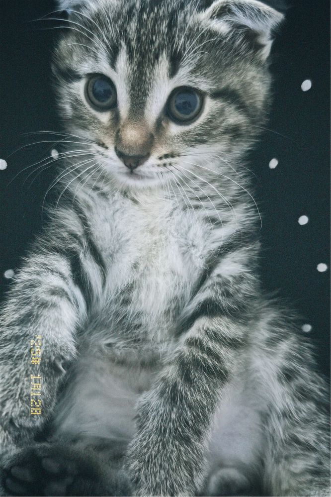 вилоухий кот 8 месяцев