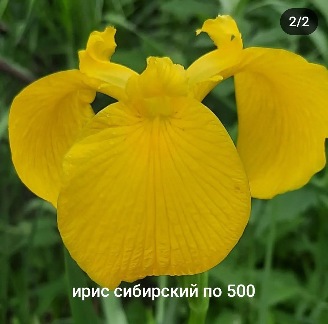 Ирис сибирский жёлтый и чернильный бородатый ирис- крупный и высокий