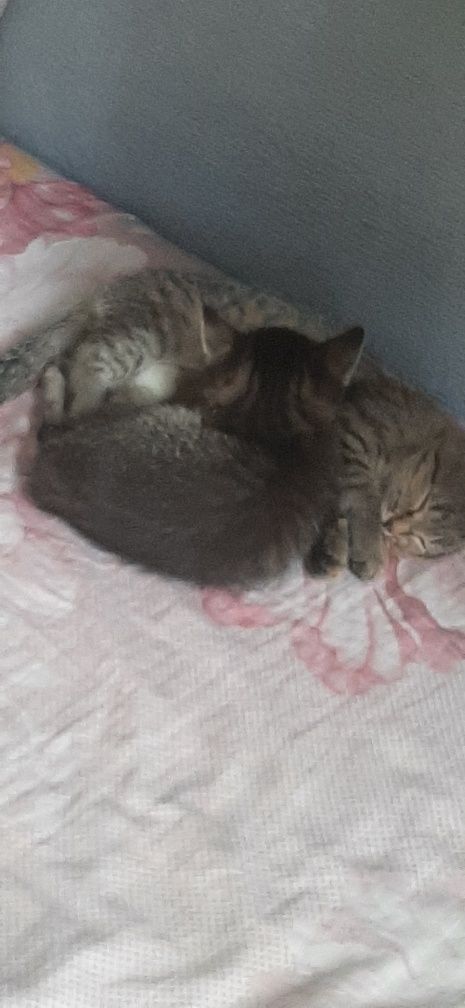 Срочно отдам двух котят