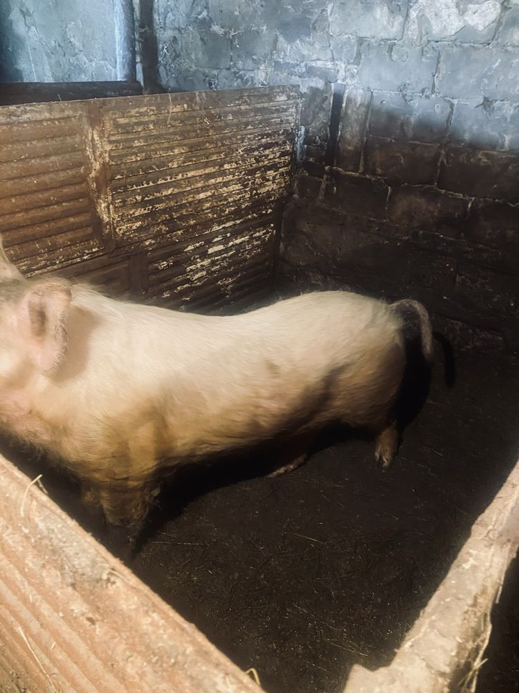 Продам кабана . Ландрас. 1год
