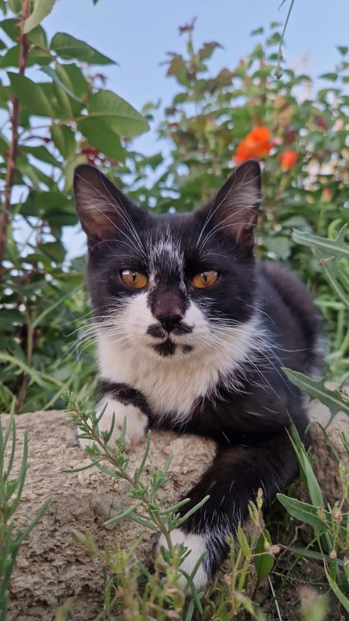 Ищем дом для котенка