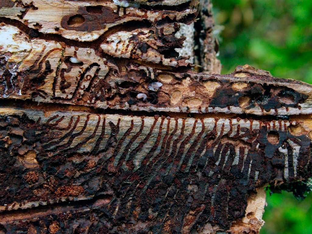 Короеды. профилактика и очистка деревянных домов и конструкций.