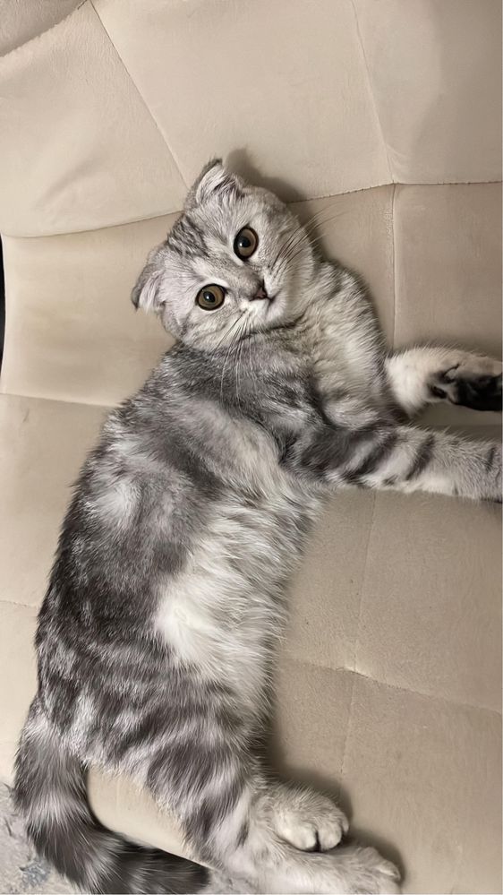 Шотландская вислоухий котенок