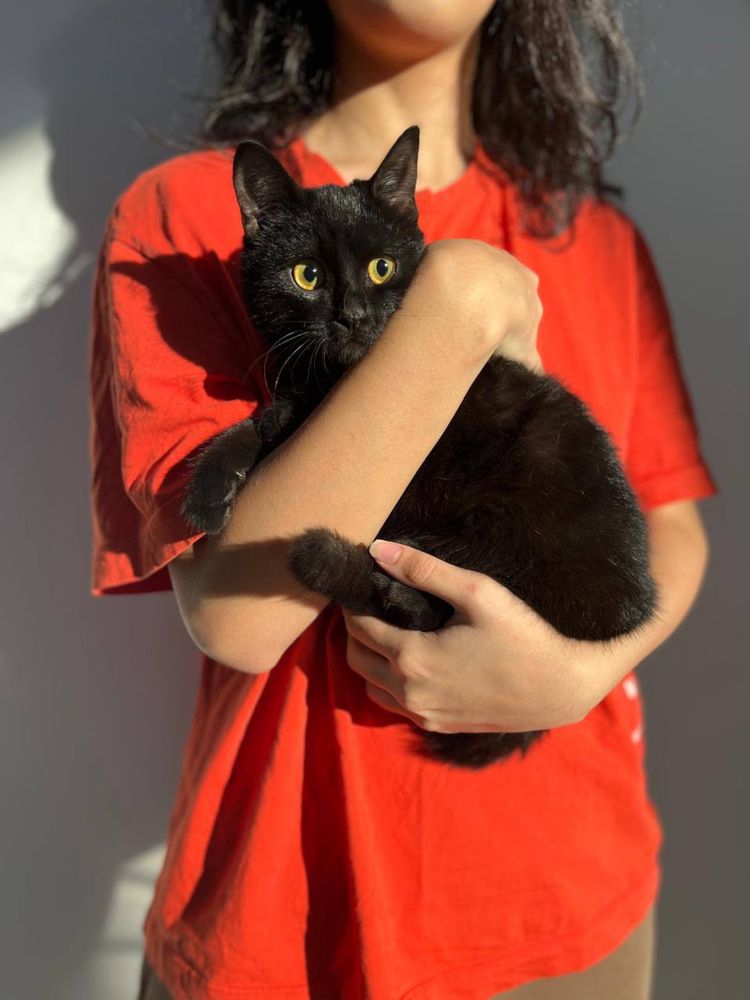 Отдам котика в добрые руки
