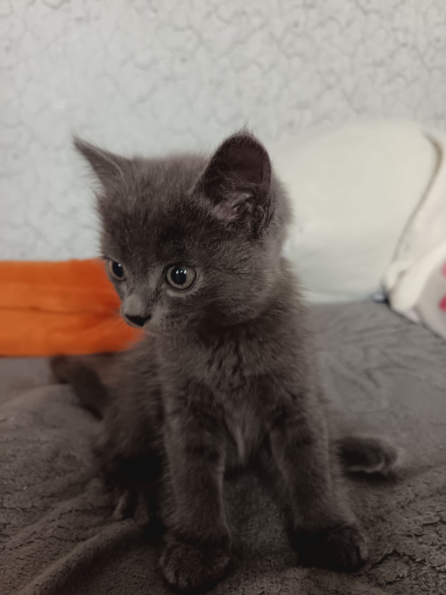 Отдам котёнка в хорошие руки