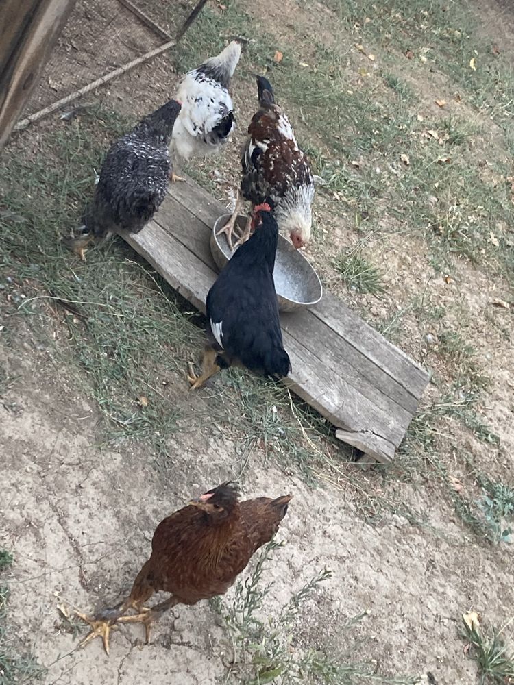 Продам куриця петух 7 штук