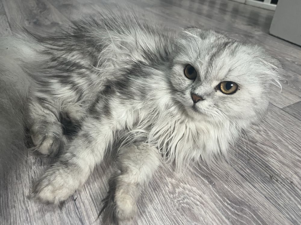 Шотландская вислоухая кошка