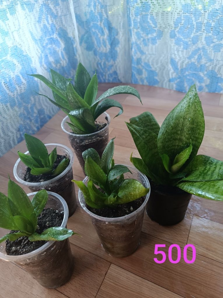 Продам недорого цветы