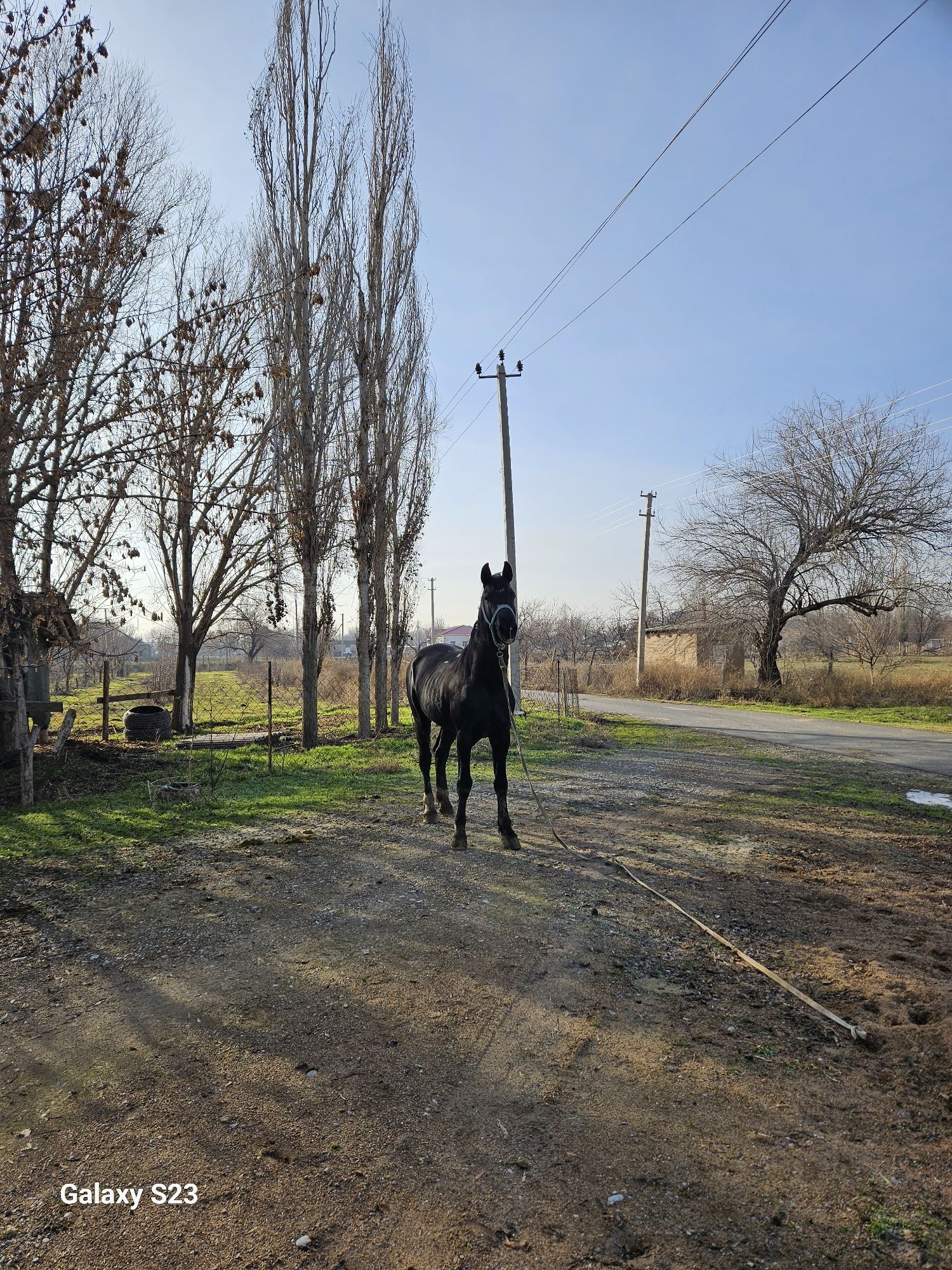 Көкпар ат сатылады