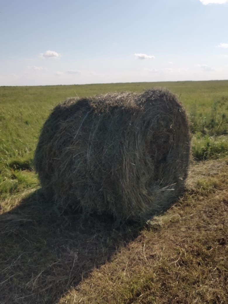 Продам сено. Или обмен на телят