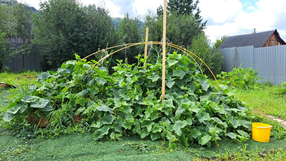 Продам дачу на Ульбастрое
