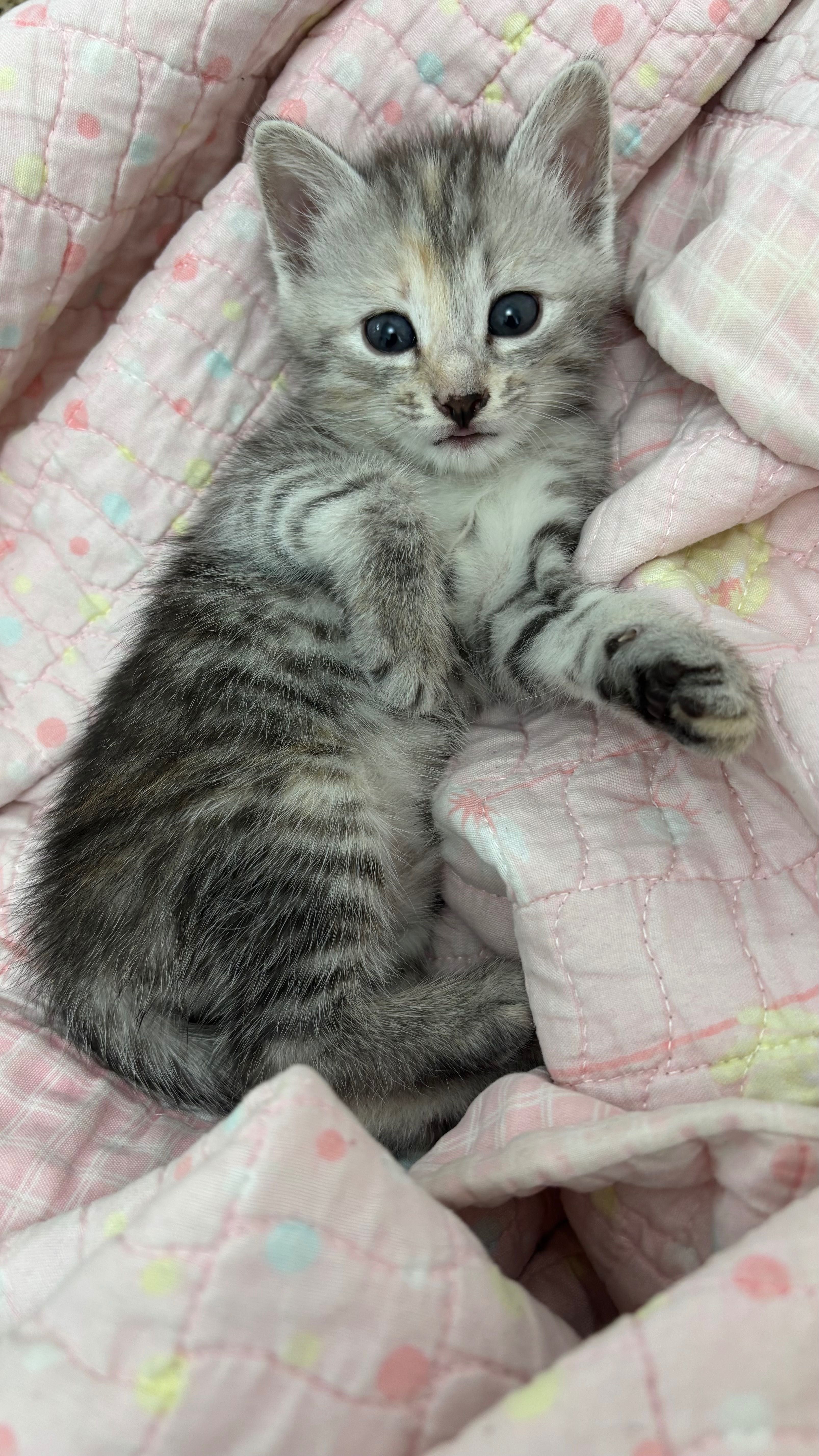Продается котенок
