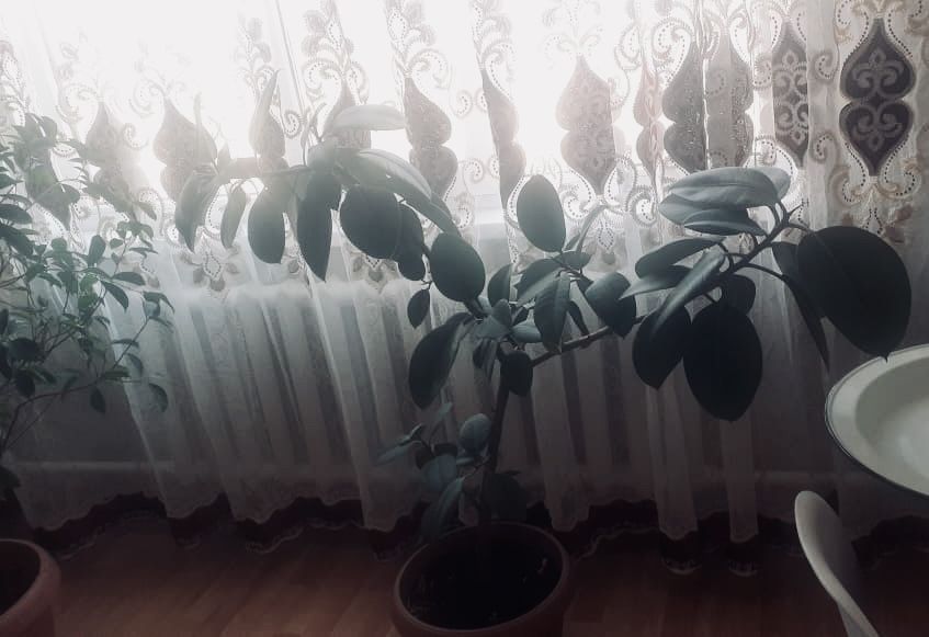 Продам цветы в дом