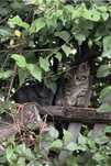 Котята ищут крышу над головой — желательно с миской