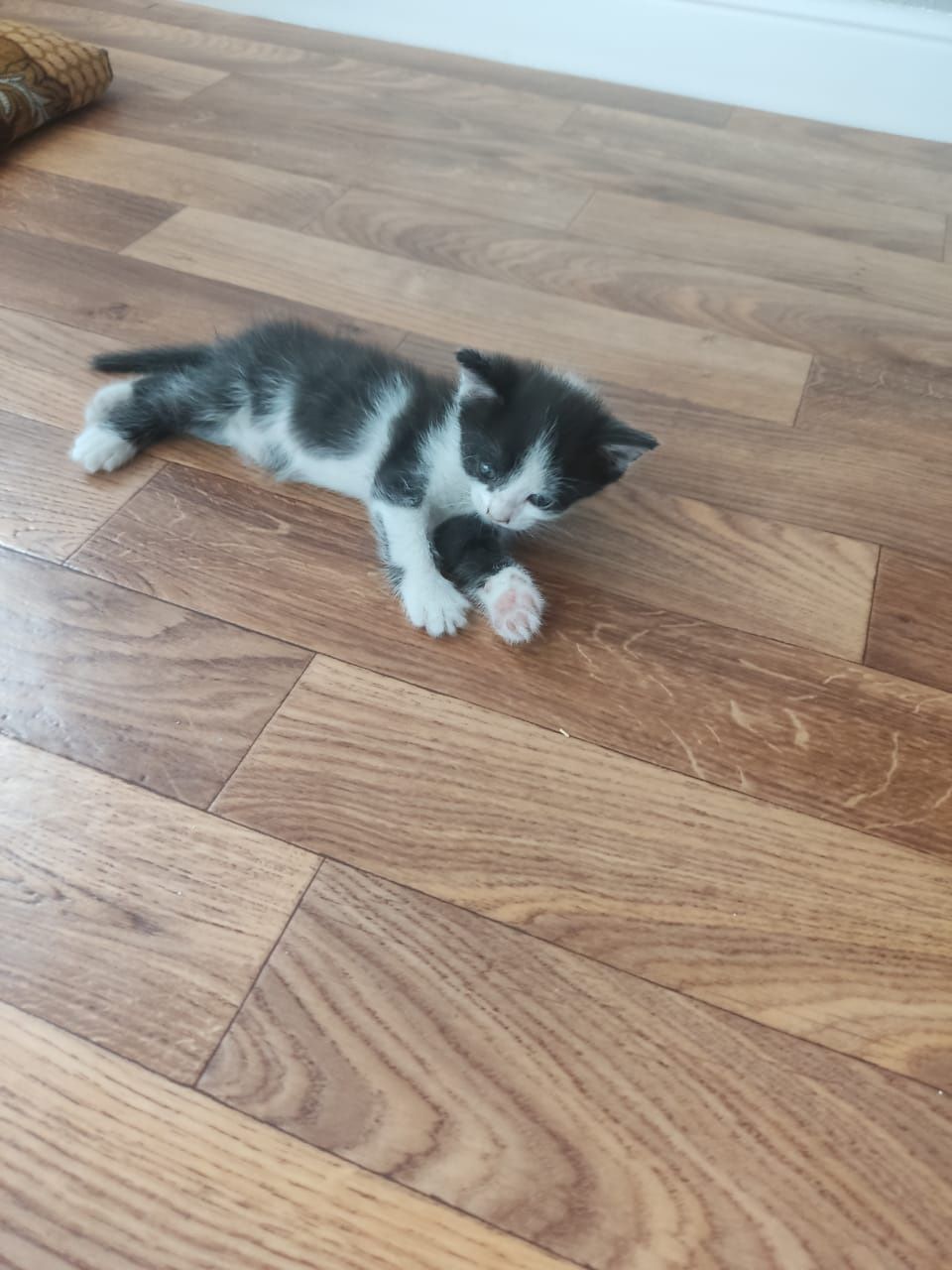 Котёнок девочка  бесплатно