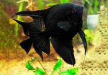 Скалярия черная (Pterophyllum scalare Black)