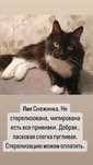 Кисы нужен дом. Отдам хорошему человеку.