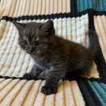Котята Скоттиш_Фолд и Скоттиш_Страйт