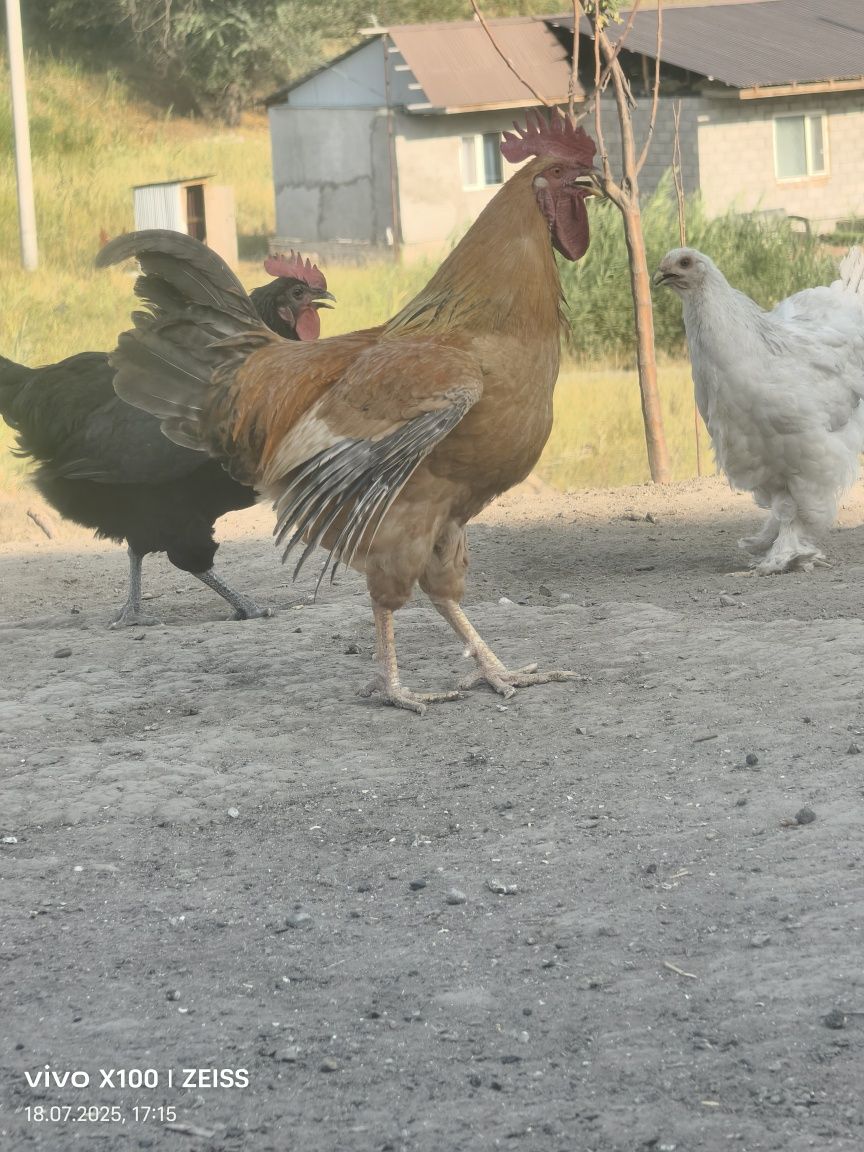 Продам петухов домашних