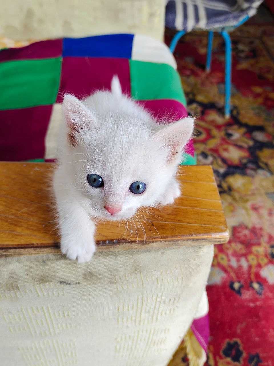 Три котенка. Белые кошки. Красивые Котята