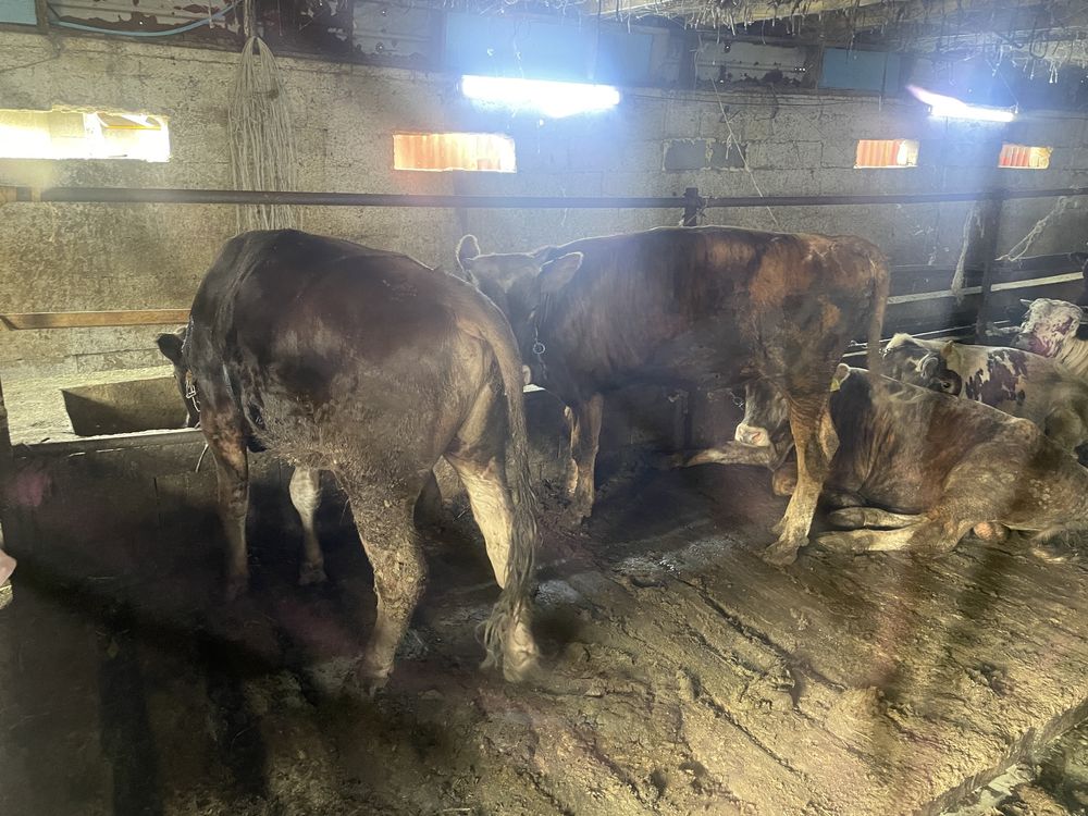Продам быков на откорме