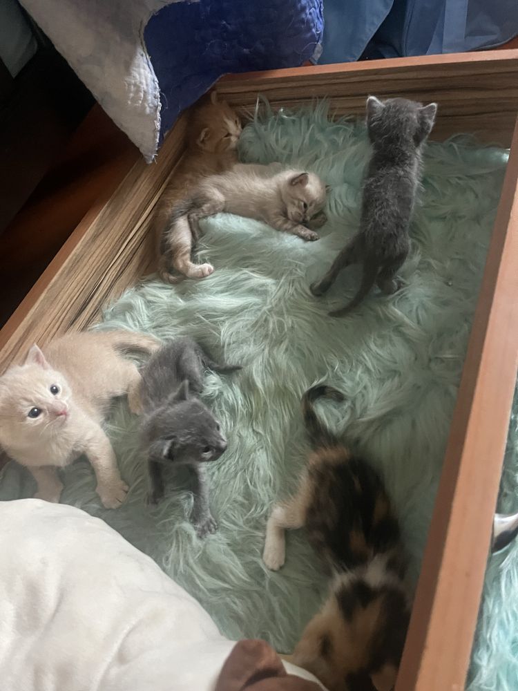 Отдам котят даром …………………………..