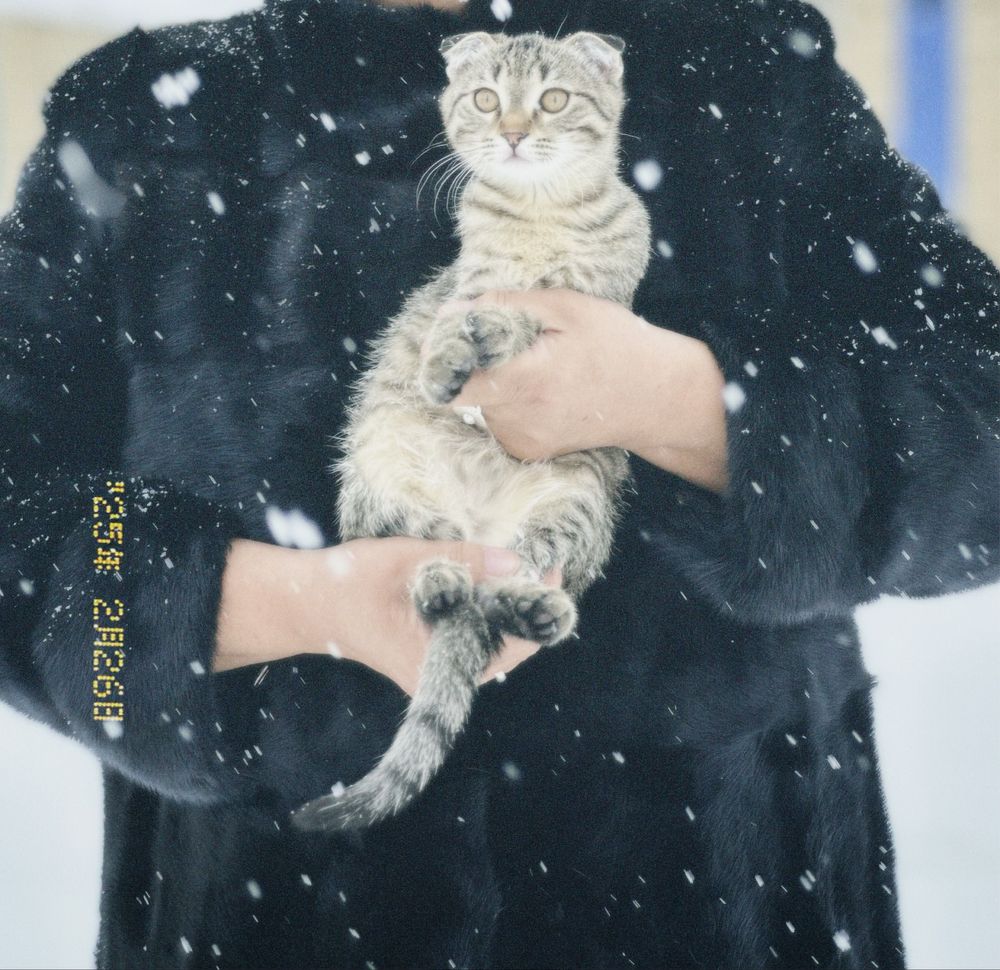 вилоухий кот 8 месяцев
