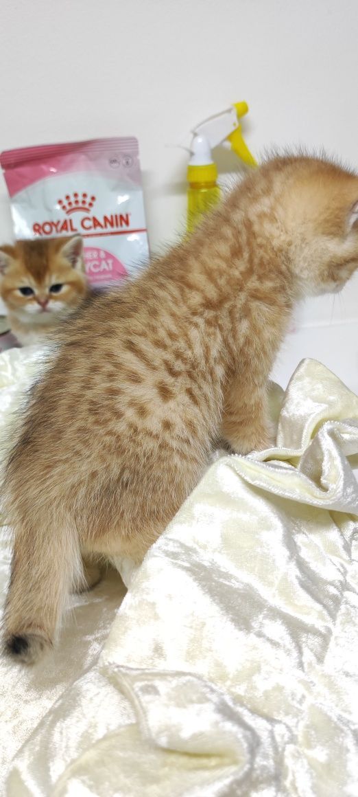 Котики британские золотые