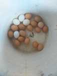 Продам кур 33 штук   и 90 цыплят