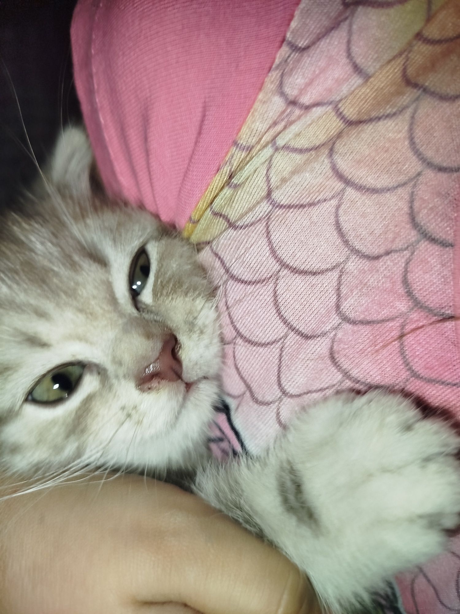 Котята чистокровные