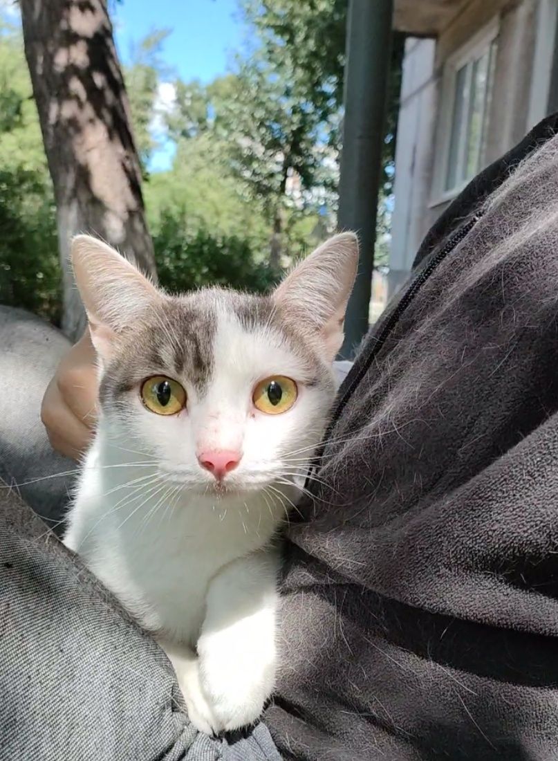 Кот, подросток, очень нежный