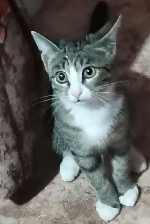 Кошечка  котенок  в добрые руки