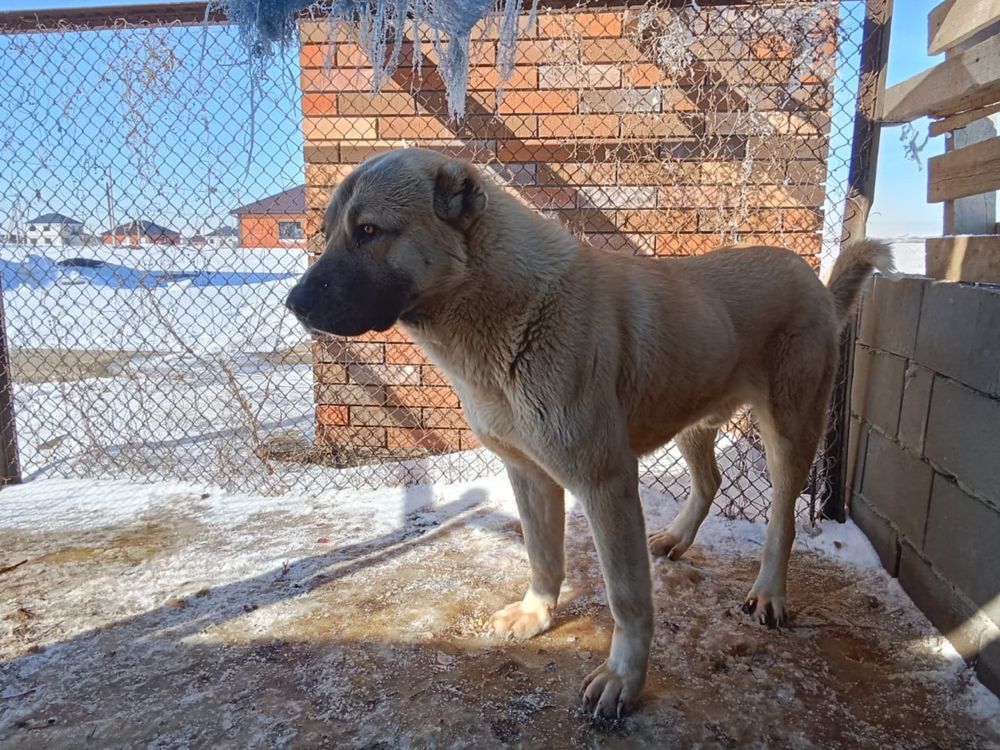 Продам или меняю на скот