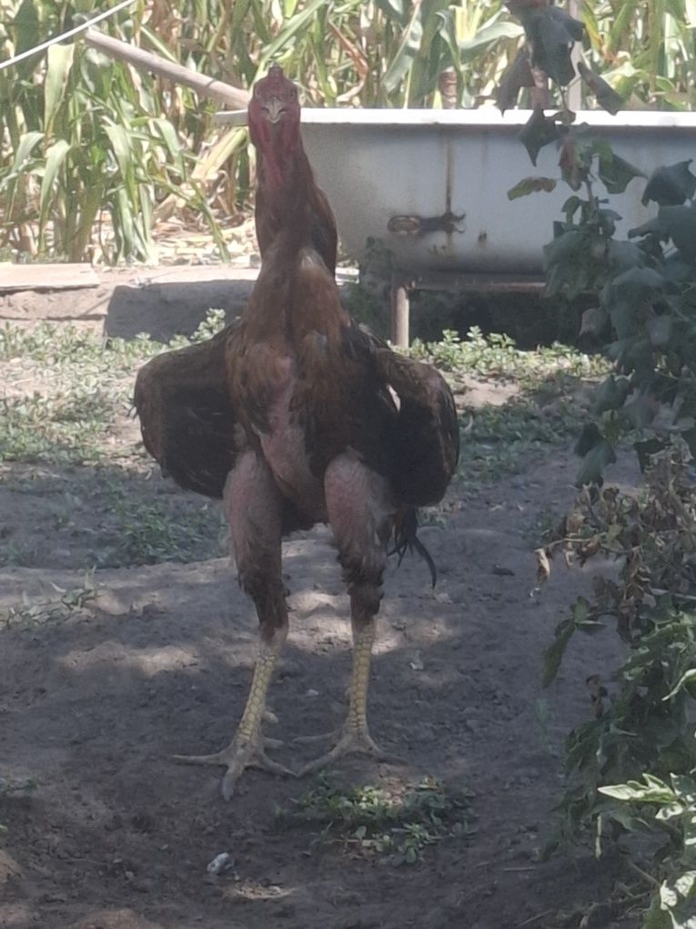 Продам питуха дакана!