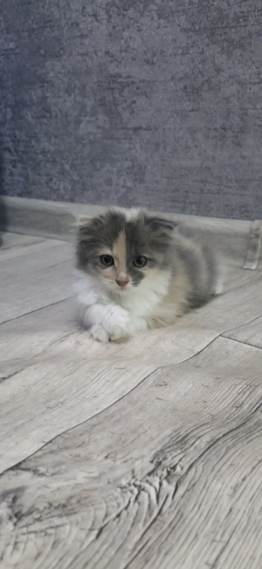 Отдам котёнка в добрые руки