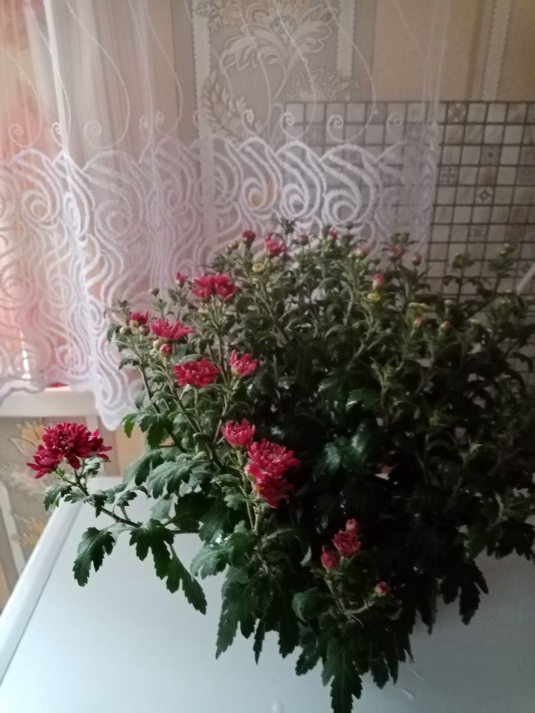 Продам цветок хавортию, , ка