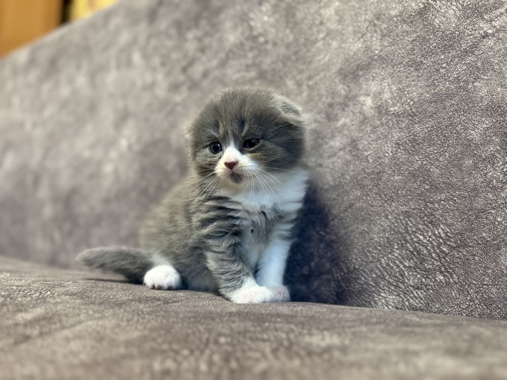 Котята Скоттиш фолд