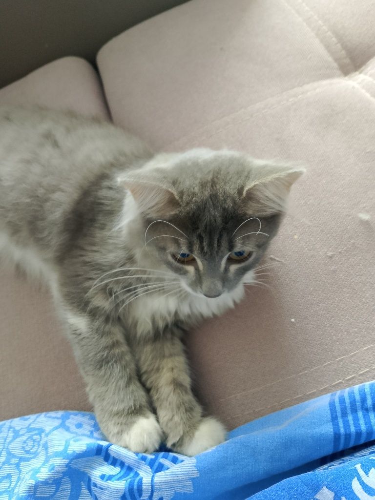 Кошка девочка 7-8 месяцев