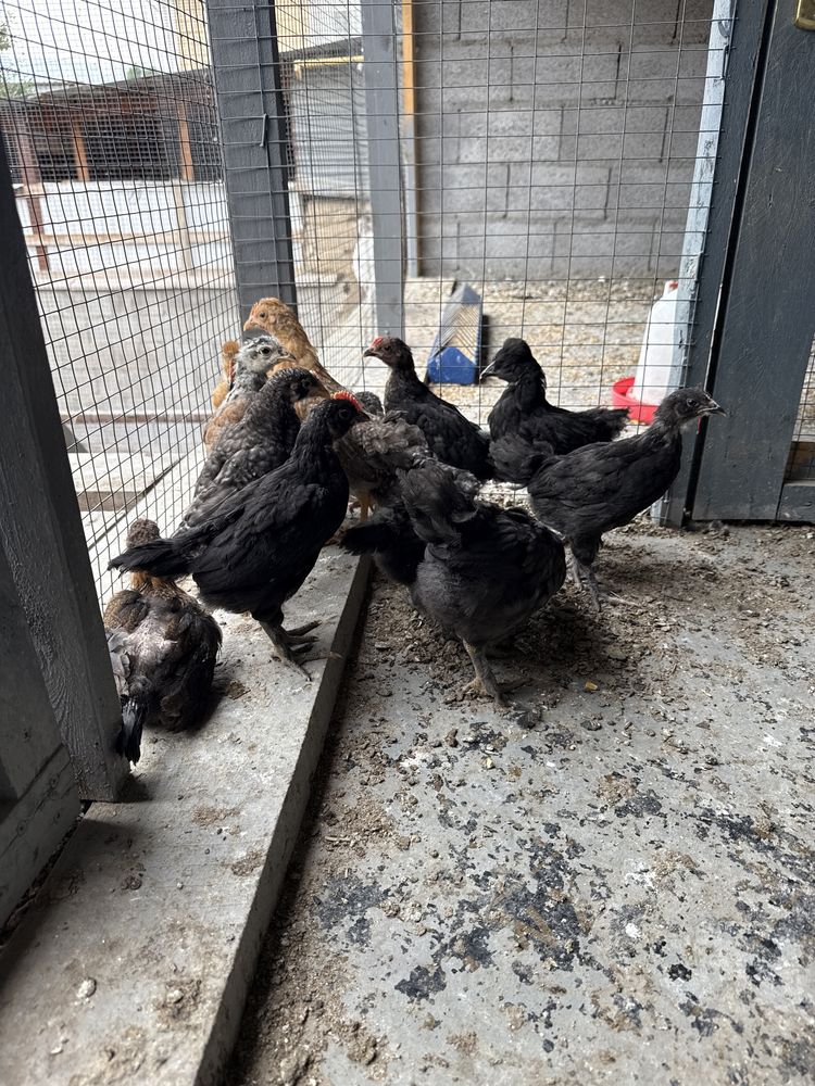 Продам цыплята хорошие чустри