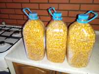 Продам кукурузу для рыбалки
